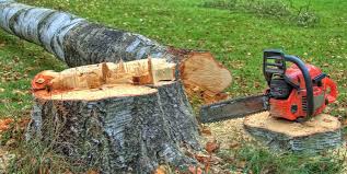 Best Stump Grinding and Removal  in Vineland, NJ