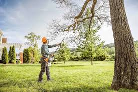 Best Tree Removal  in Vineland, NJ