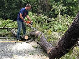 Best Palm Tree Trimming  in Vineland, NJ