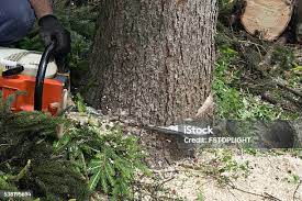 Best Tree Disease Treatment  in Vineland, NJ