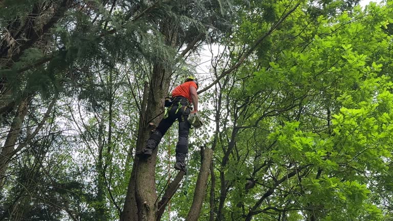 Vineland, NJ Tree Removal Company