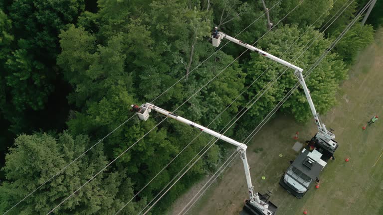 Best Tree Preservation Services  in Vineland, NJ