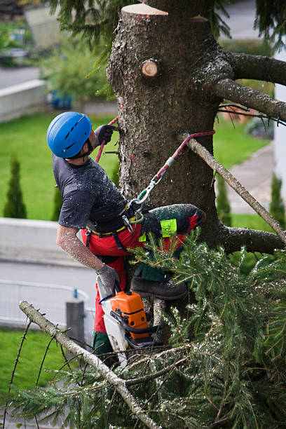 Lawn Drainage Solutions in Vineland, NJ