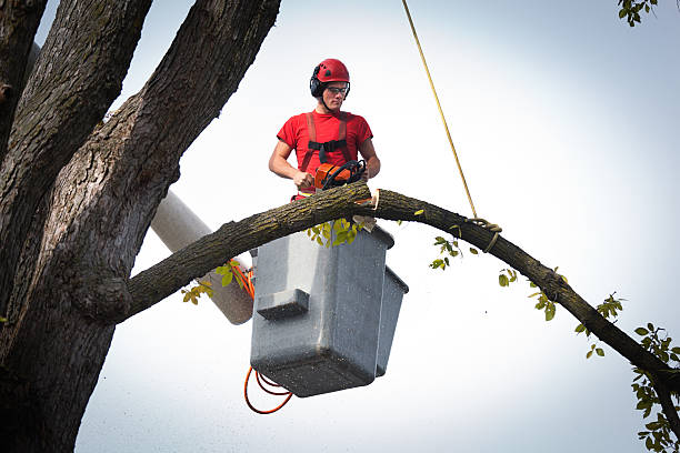Best Fruit Tree Pruning  in Vineland, NJ