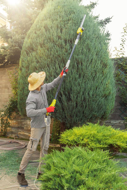 Best Sod Installation  in Vineland, NJ