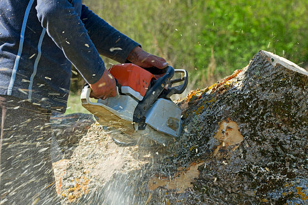 Tree and Shrub Care in Vineland, NJ