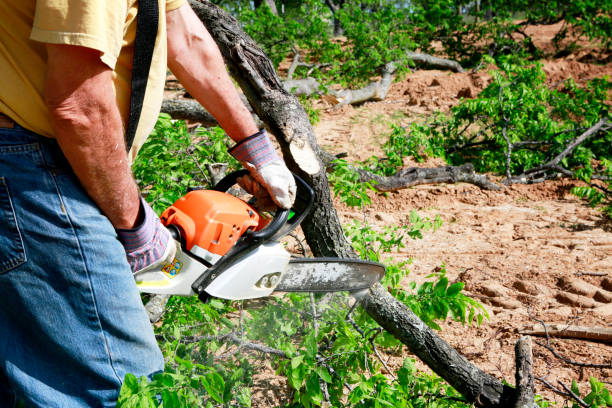 Best Grass Overseeding  in Vineland, NJ