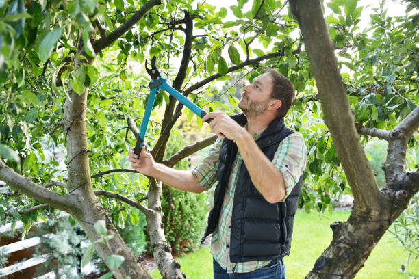 Best Tree Cabling and Bracing  in Vineland, NJ